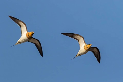Pintail Sandgrouse, Pterocles alchata, Israel