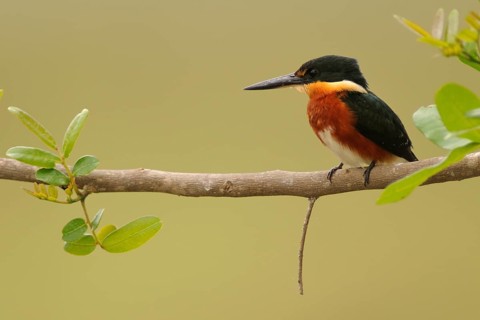 American Pygmy Kingfisher (Chloroceryle aenea), Pantanal, Brazil