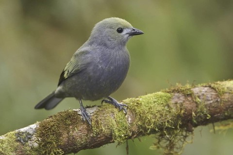Palm Tanager (Thraupis palmarum), Ecuador