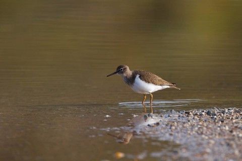 Common Sandpiper (Actitis hypoleucos) foraging, Greece