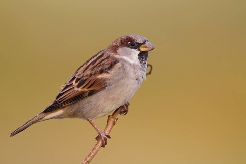 House Sparrow - Haussperling - Passer domesticus ssp. domesticus, adult male, Germany