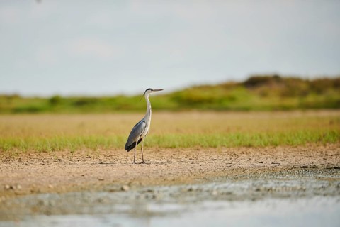 Grey heron (Ardea cinerea) standing at the waters edge, Camargue, France
