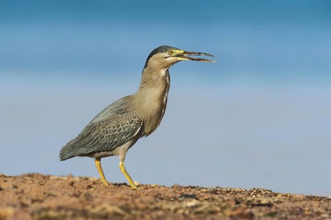 Striated Heron (Butorides striata), Eilat, Israel