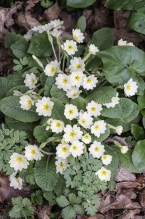 Cushion primrose (Primula vulgaris), Emsland, Lower Saxony, Germany