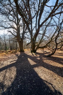 Dwarf Beech, Primeval forest Urwald Sababurg, Hofgeismar, Weser Uplands, Weserbergland, Hesse,