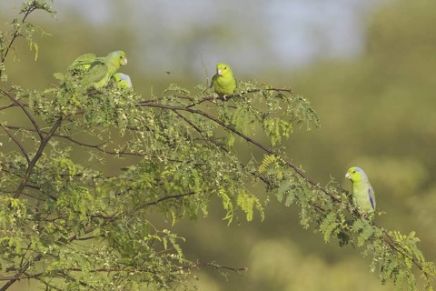 Pacific Parrotlet (Forpus coelestis), Ecuador