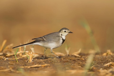 White Wagtail - Bachstelze - Motacilla alba, Oman