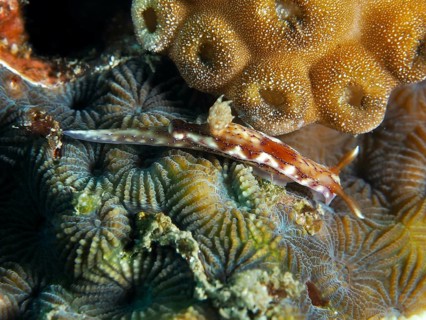 Sea snail with elegant pattern, volcanic star snail (Hypselodoris krakatoa), on stony corals, dive