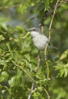 Lesser Whitethroat (Sylvia curruca), Mecklenburg-Western Pomerania, Germany