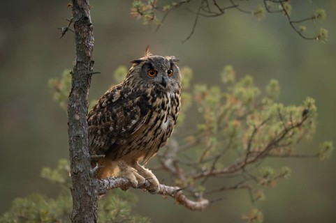 Eurasian Eagle-Owl (Bubo bubo) perched on a branch, North Rhine-Westphalia, Germany