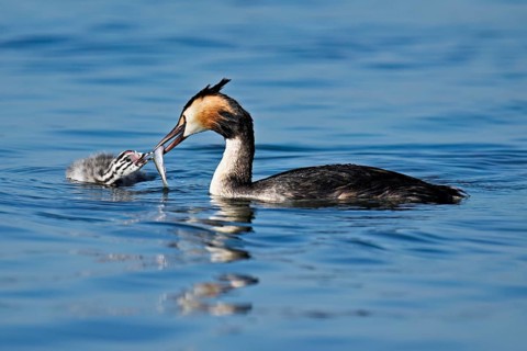 Great Crested Grebe (Podiceps Scalloped ribbonfish), feeding a chick with a feather, swimming in