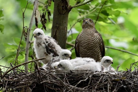 Eurasian Sparrowhawk (Accipiter nisus) adult with chicks in nest, North Rhine-Westphalia, Germany