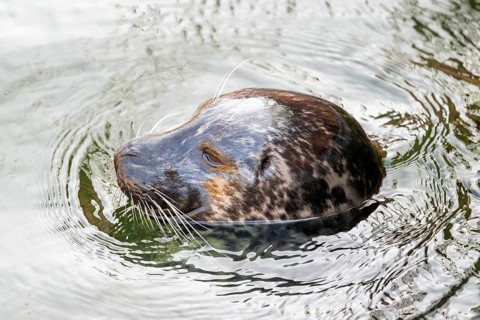 Common seal or Harbour seal (Phoca vitulina) close-up in the sea, Germany