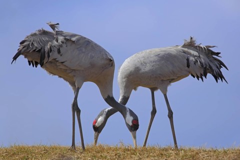 Common Crane, Grus grus, feeding grass, two big bird in the nature habitat, Lake Hornborga, Sweden