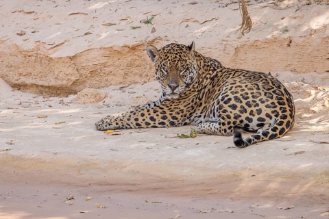 Jaguar (Panthera onca) lying on sandy shore, Pantanal, Brazil