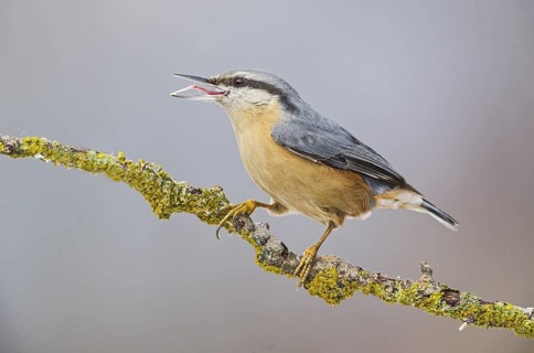 Eurasian Nuthatch (Sitta europaea) showing rogue, Aosta Valley, Italy