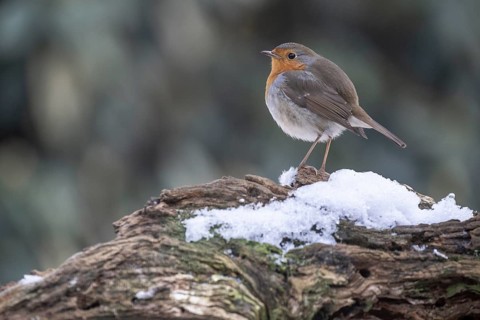 European robin (Erithacus rubecula), Emsland, Lower Saxony, Germany