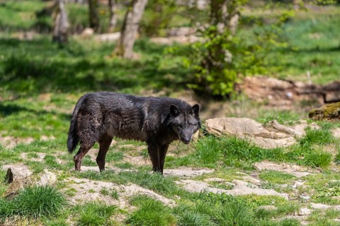 One Timberwolf, Canis lupus lycaon, standing in an opening of a forest on green grass in bright