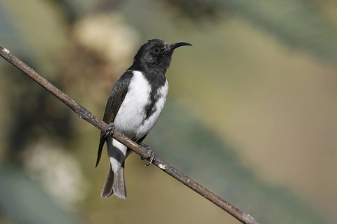 Black Honeyeater (Sugomel nigrum) male, Queensland, Australia