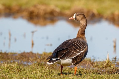 Greater White-fronted Goose (Anser albifrons), Netherlands
