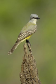 Couch's Kingbird (Tyrannus couchii), Texas, USA