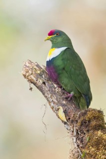 White-bibbed Fruit Dove (Ptilinopus rivoli) perched on a branch in Papua New Guinea