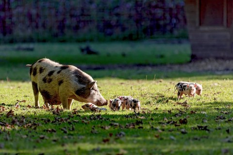 Pot-bellied pig (Sus scrofa f. domestica), large mother, sow, walking across a meadow with newborn