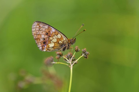 Meadowsweet Fritillary, Meadowsweet Fritillary, Violet Fritillary, (Brenthis ino), Noble Butterfly,