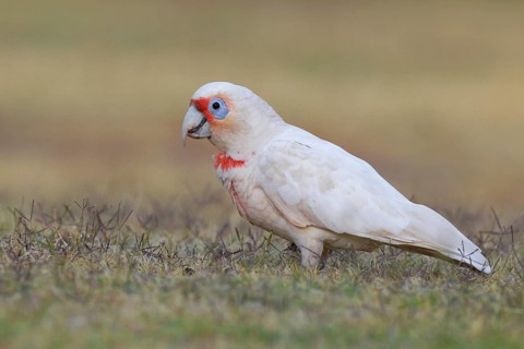 Long-billed Corella (Cacatua tenuirostris), Western Australia, Australia
