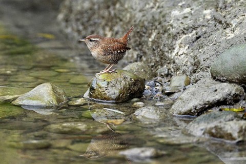 Eurasian wren (Troglodytes troglodytes), standing on a stone at the edge of a waterhole,