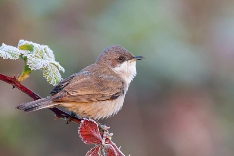 Lesser Whitethroat (Sylvia curruca), Baden-Wuerttemberg, Germany