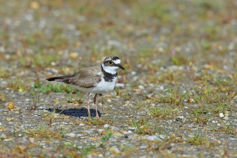 Little Ringed Plover (Charadrius dubius) adult bird standing on the lakeshore, Lake Neusiedl