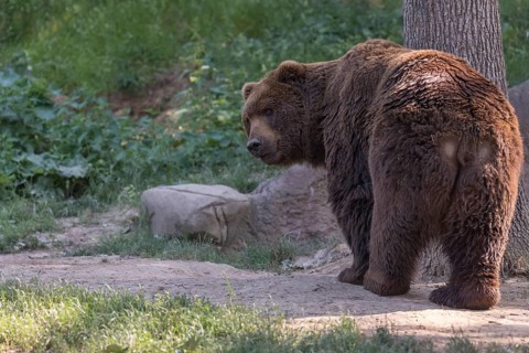 One Kamchatka brown bear (Ursus arctos piscator), standing in a forest looking back. Some green