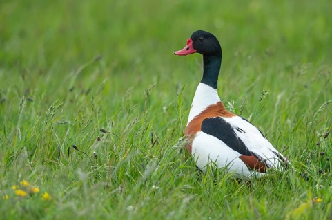Common Shelduck (Tadorna tadorna), Texel, Netherlands