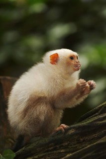 Silver monkey or silver marmoset (Mico argentatus, Callithrix argentata), captive, occurring in