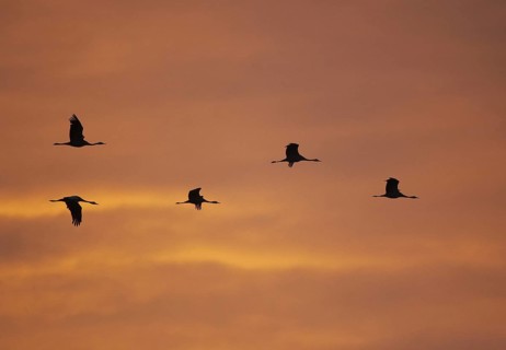 Common Crane (Grus grus), Mecklenburg-Western Pomerania, Germany