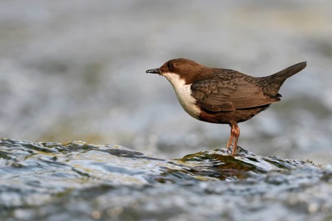 White-throated Dipper (Cinclus cinclus) foraging, North Rhine-Westphalia, Germany
