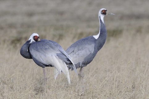 White-naped Crane (Antigone vipio), Arasaki, Japan