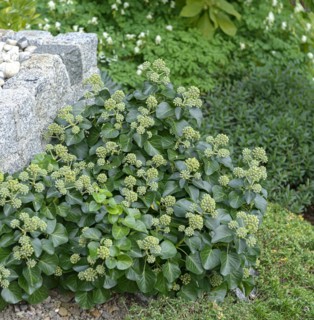 Shrub ivy (Hedera helix 'Arbori Compact'), Anchers Havecenter, Laußnitz, Saxony, Germany