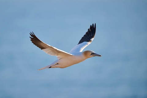 Northern gannet (Morus bassanus) flying over the sea, wildlife, Helgoland, Germany