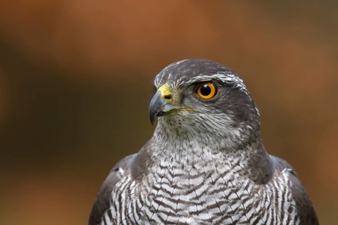 Northern Goshawk (Accipiter gentilis) male, Utrecht, Netherlands