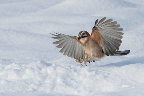 Eurasian Jay (Garrulus glandarius) flying, Lower Saxony, Germany