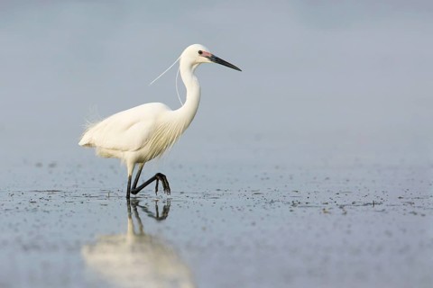 Little Egret (Egretta garzetta), Victoria, Australia