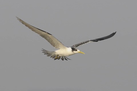 Greater Crested Tern (Thalasseus bergii) flying, Goa, India