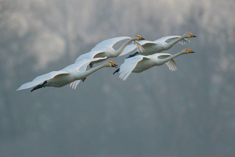Whooper Swan (Cygnus cygnus) group flying, North Rhine-Westphalia, Germany