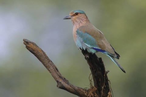 Indian Roller (Coracias benghalensis), Keoladeo National Park, India