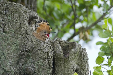 Eurasian Hoopoe (Upupa epops) juvenile, Brandenburg, Germany