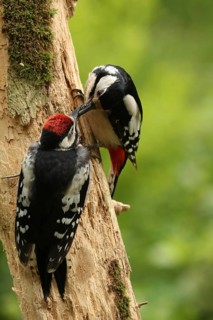 Great Spotted Woodpecker (Dendrocopos major) female with juvenile, Lower Saxony, Germany