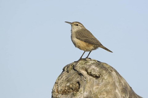 Rock Wren (Salpinctes obsoletus), British Columbia, Canada
