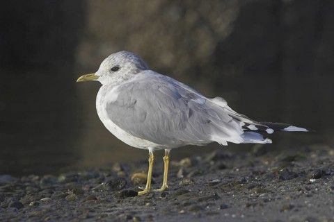 Mew Gull (Larus canus), British Columbia, Canada